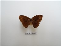 藏品(眉眼蝶)的圖片